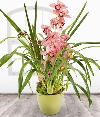 Stunning Cymbidium*