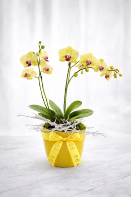 Easter orchid