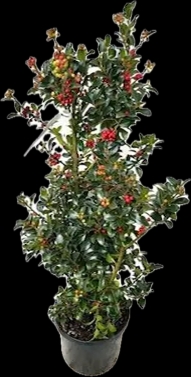 Christmas Holly pyramid tree