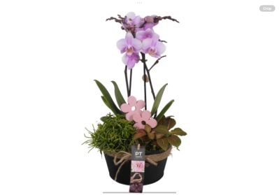 Mother’s Day orchid arrangement