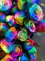 12 Rainbow roses
