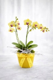 Easter orchid