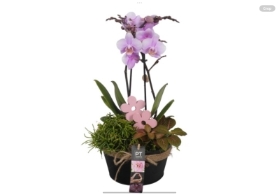 Mother’s Day orchid arrangement